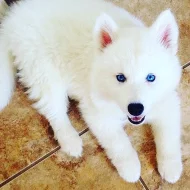 Sibiřský husky